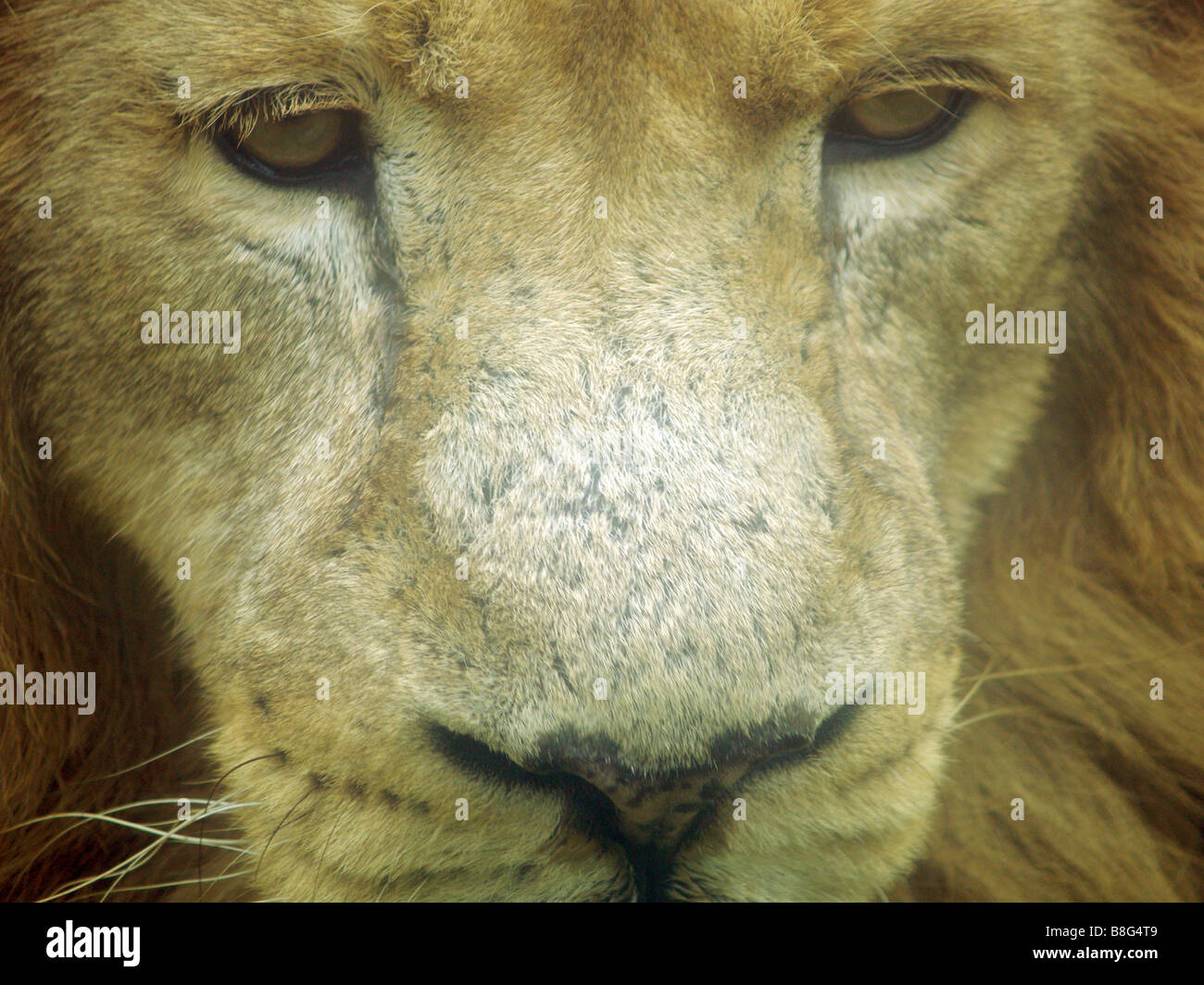 Lion face man hires stock photography and images Alamy