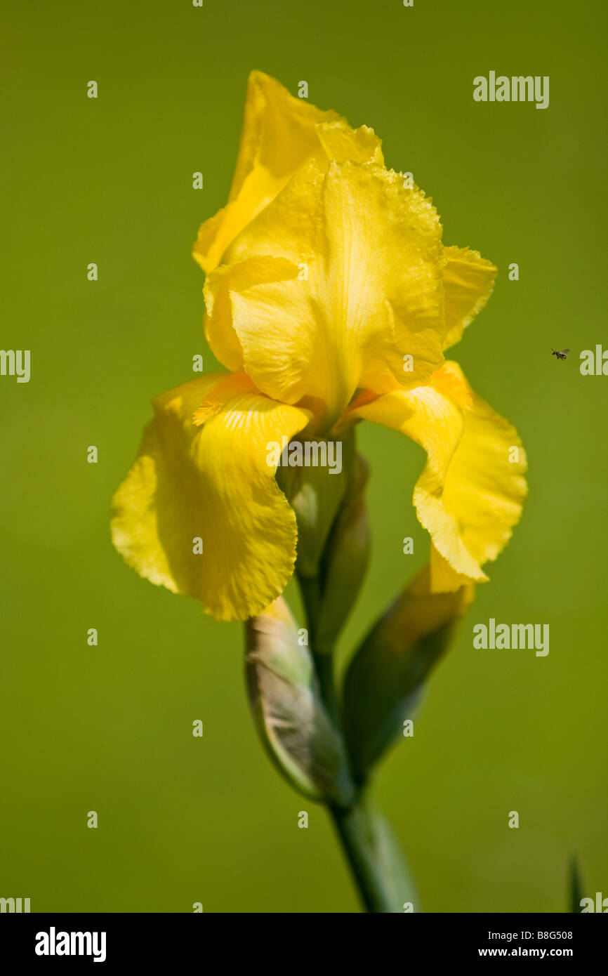 yellow iris or yellow flag  lat. Iris pseudacorus Stock Photo