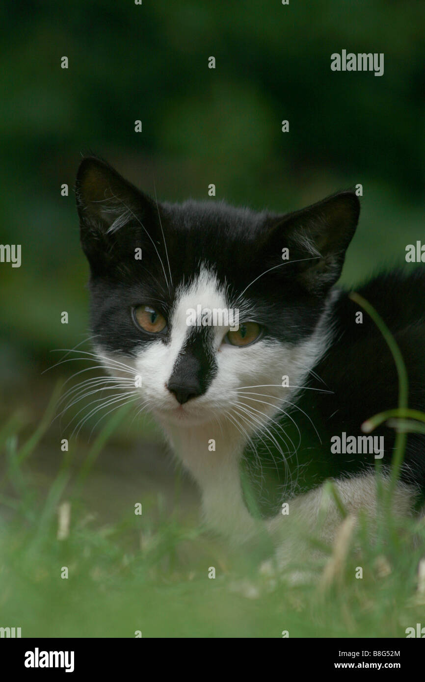 cat-pussy-felis-silvestis-catus-domesticus-animal-portrait-close-close