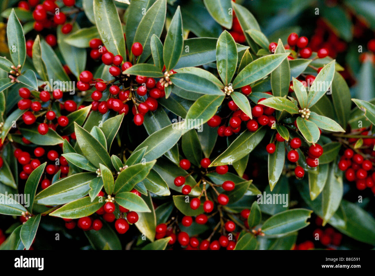 Close up of the Skimmia japonica covered with summer berries Stock Photo
