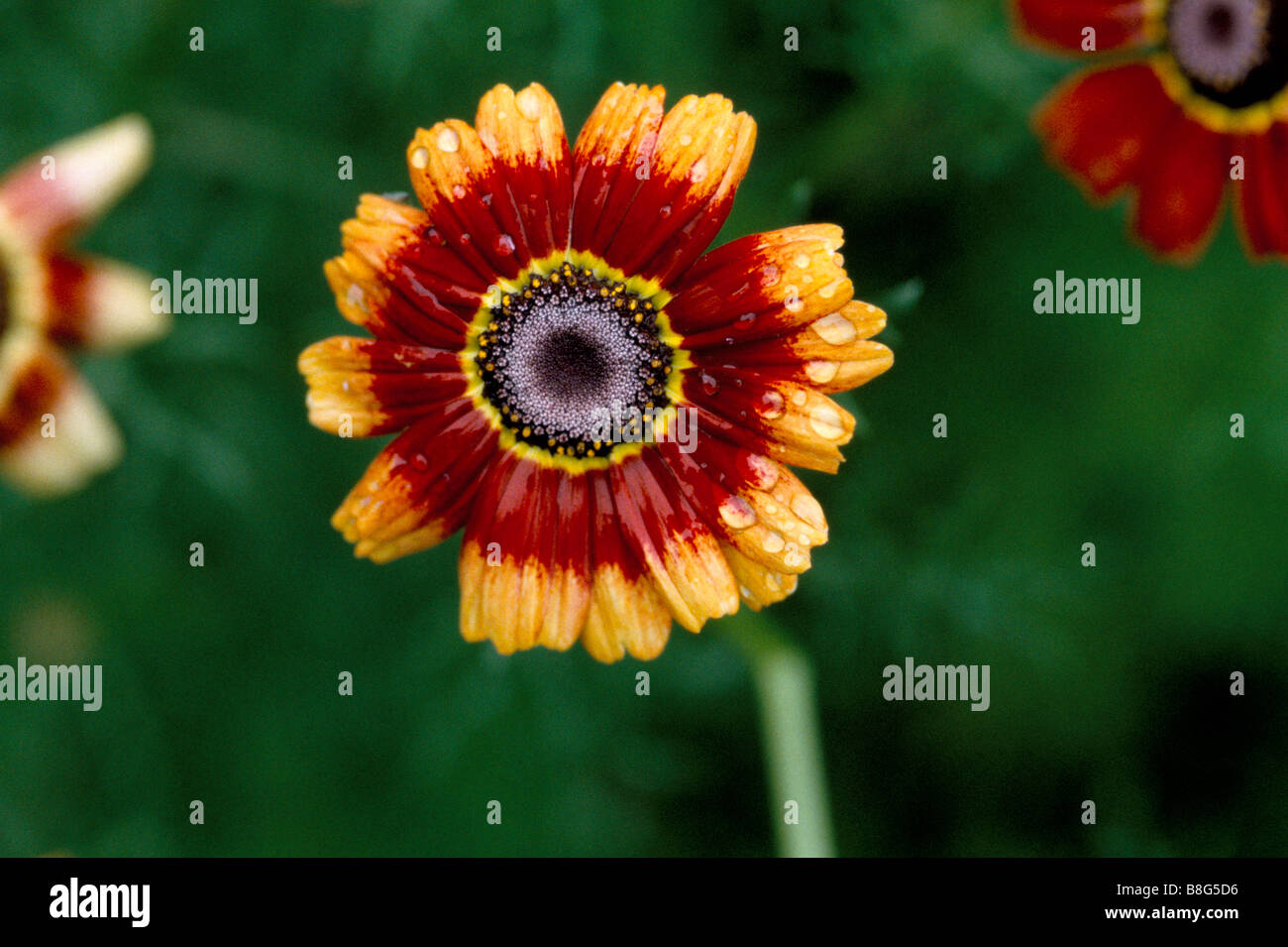 Close up portrait of a Chrysanthemum carinatum Stock Photo