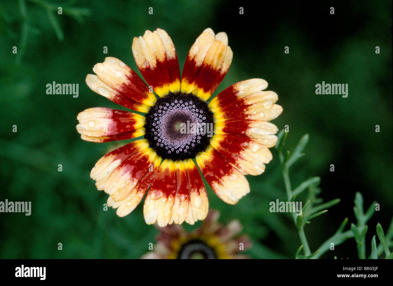 Close up portrait of a Chrysanthemum carinatum Stock Photo