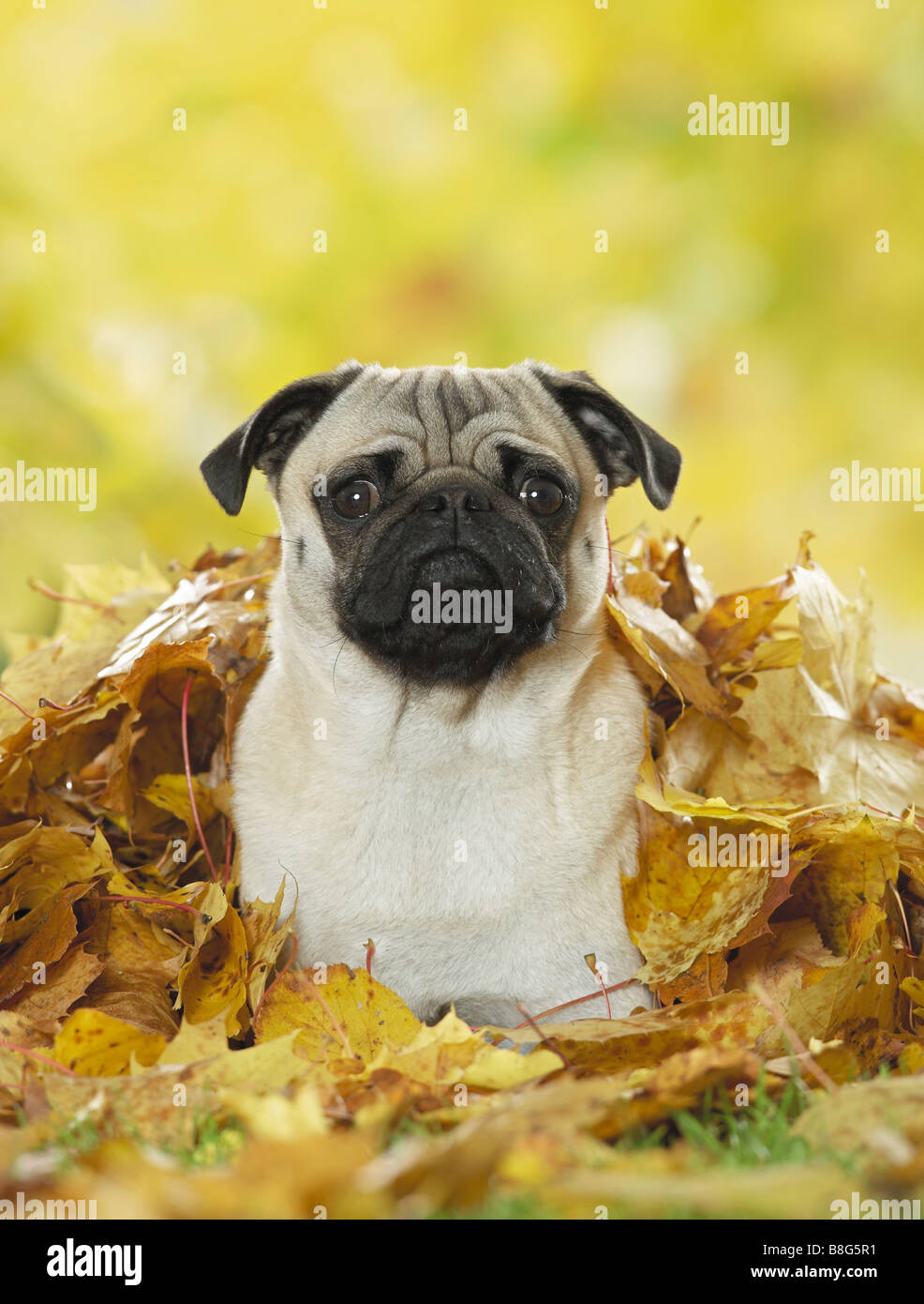 pug dog - lying in foliage Stock Photo - Alamy