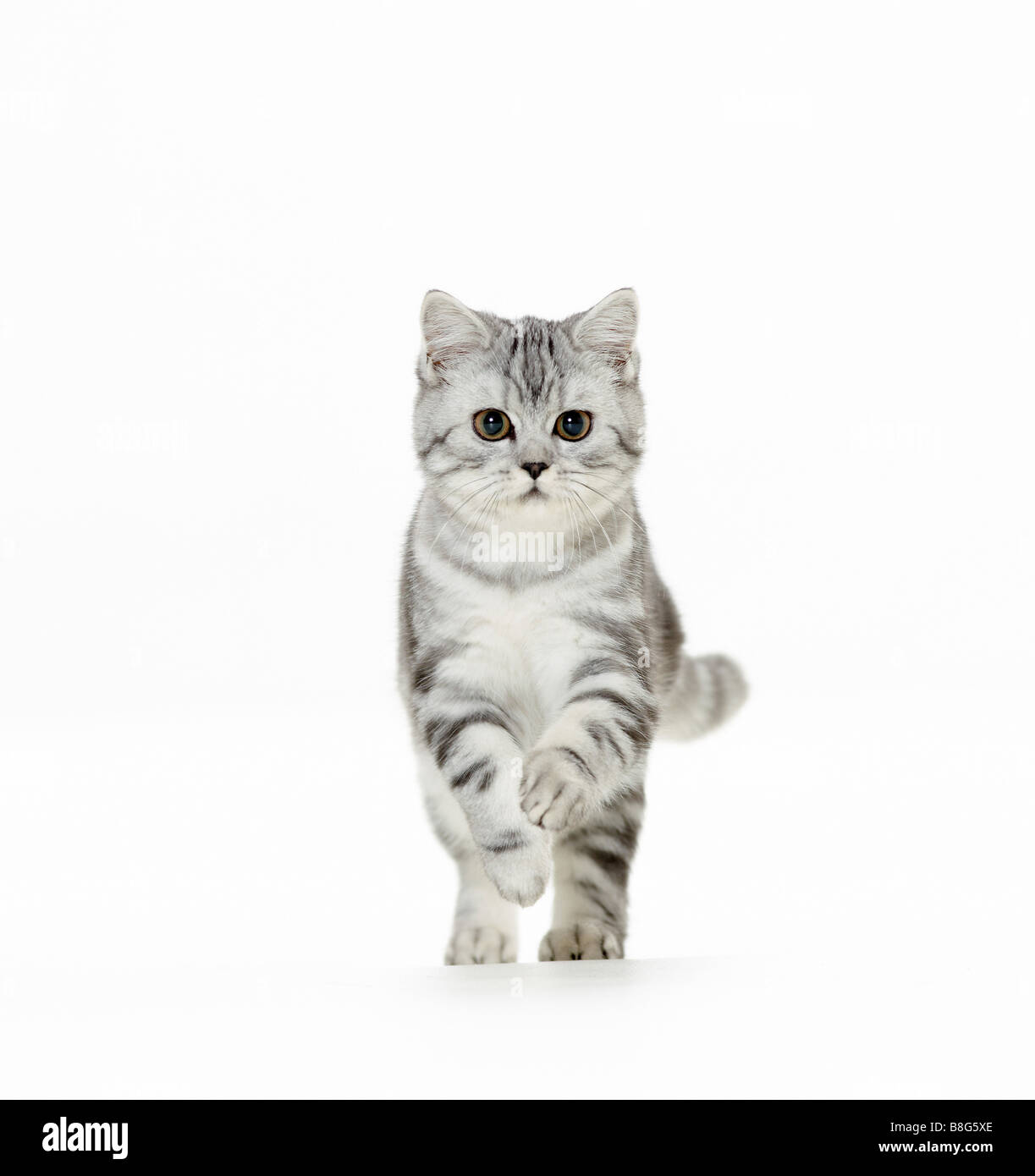 British Shorthair cat - kitten - cut out Stock Photo