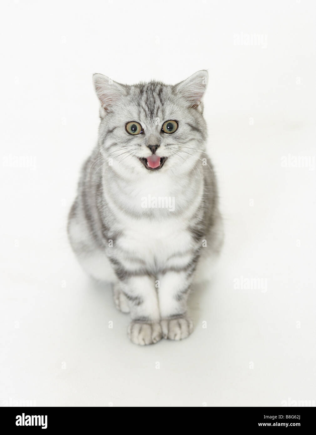 British Shorthair cat - kitten - cut out Stock Photo