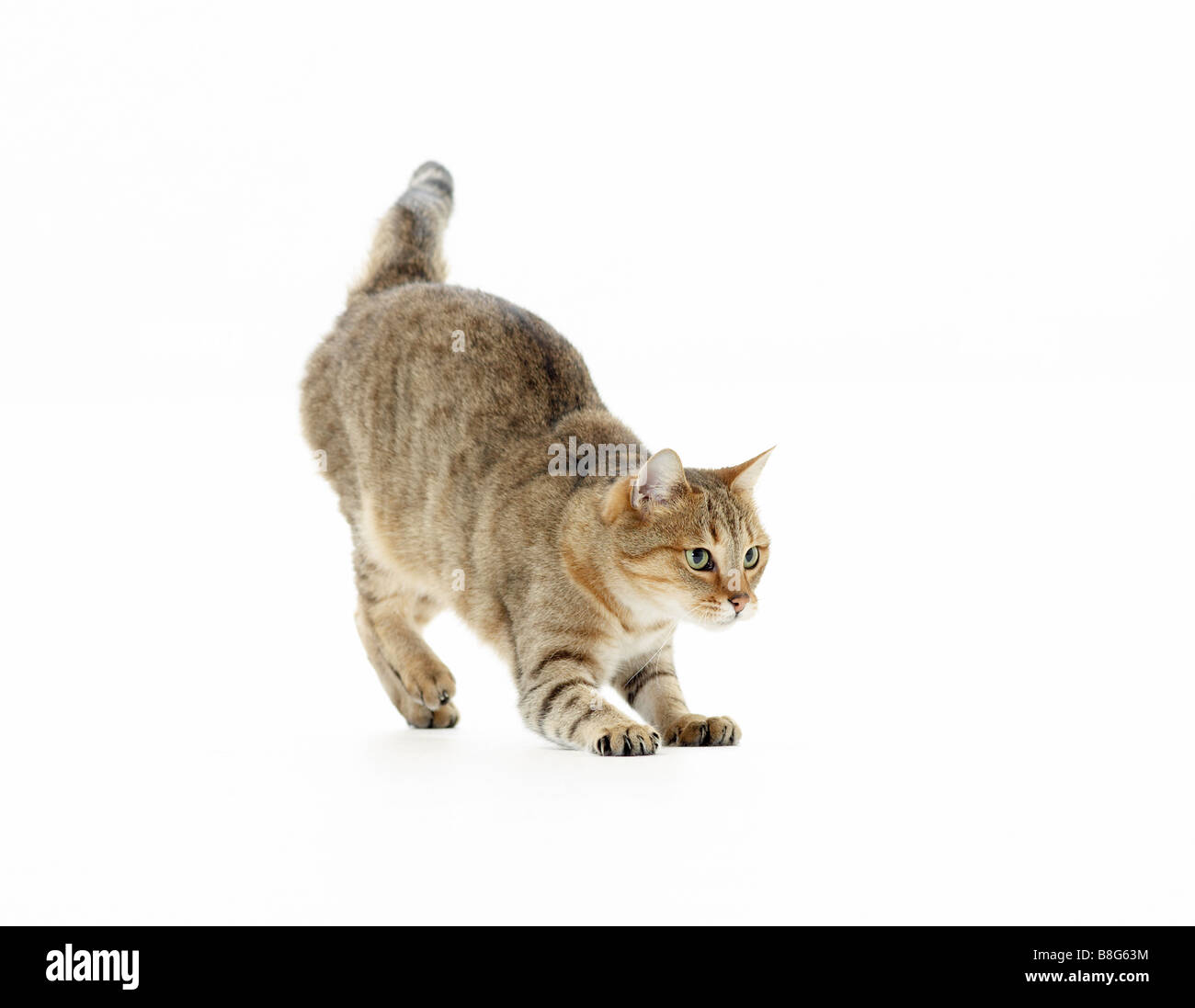 Domestic cat. Tabby adult leaping. Studio picture against a white background Stock Photo