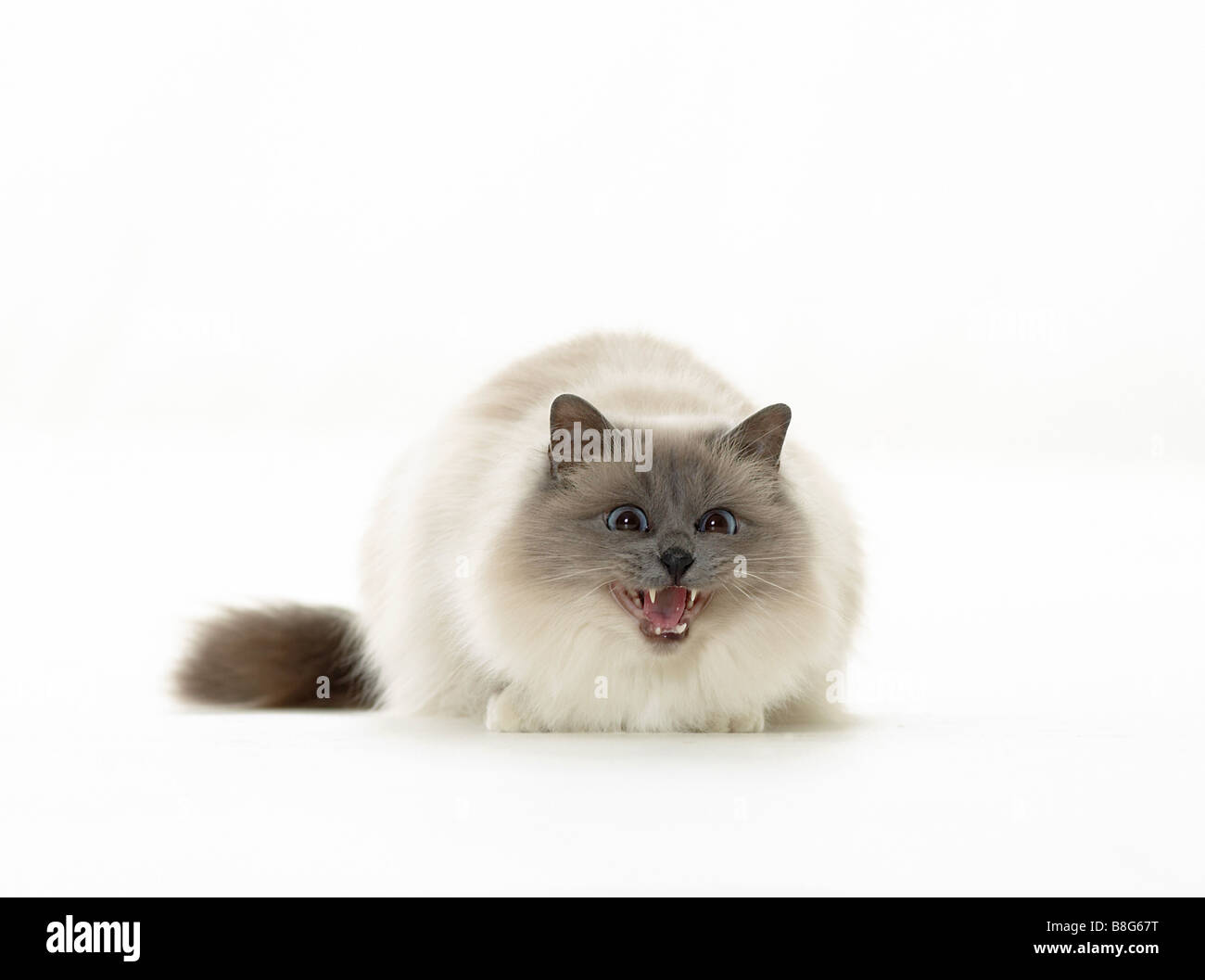 Sacred cat of Burma - hissing - cut out Stock Photo