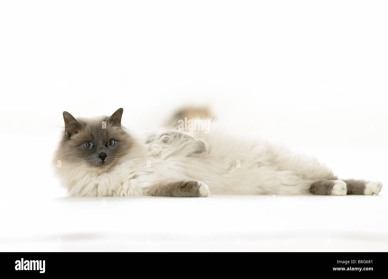 Sacred cat of Burma - lying - cut out Stock Photo