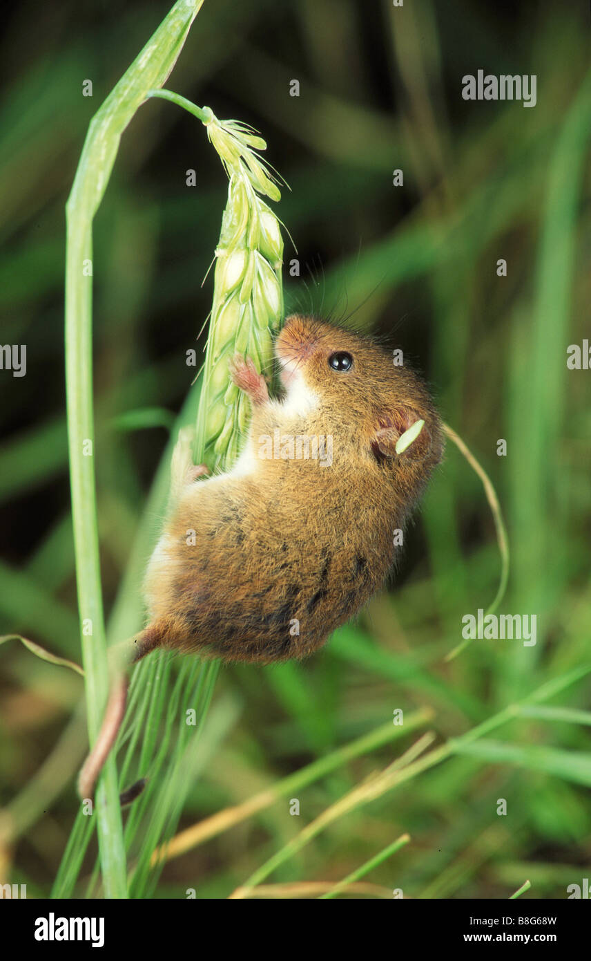 Climbing Mouse Stock Photos & Climbing Mouse Stock Images Alamy