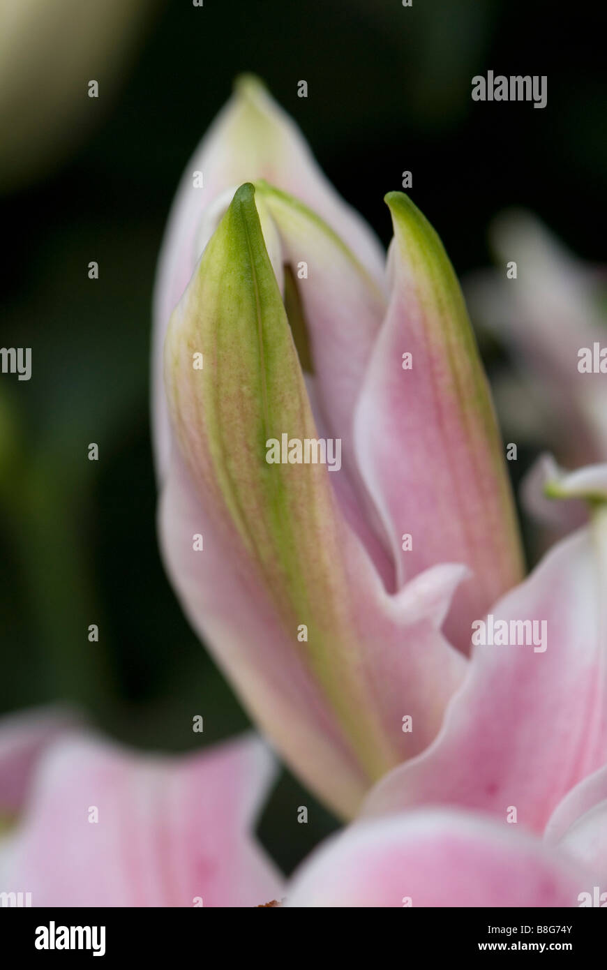 Stargazer lily emerging bud Stock Photo Alamy