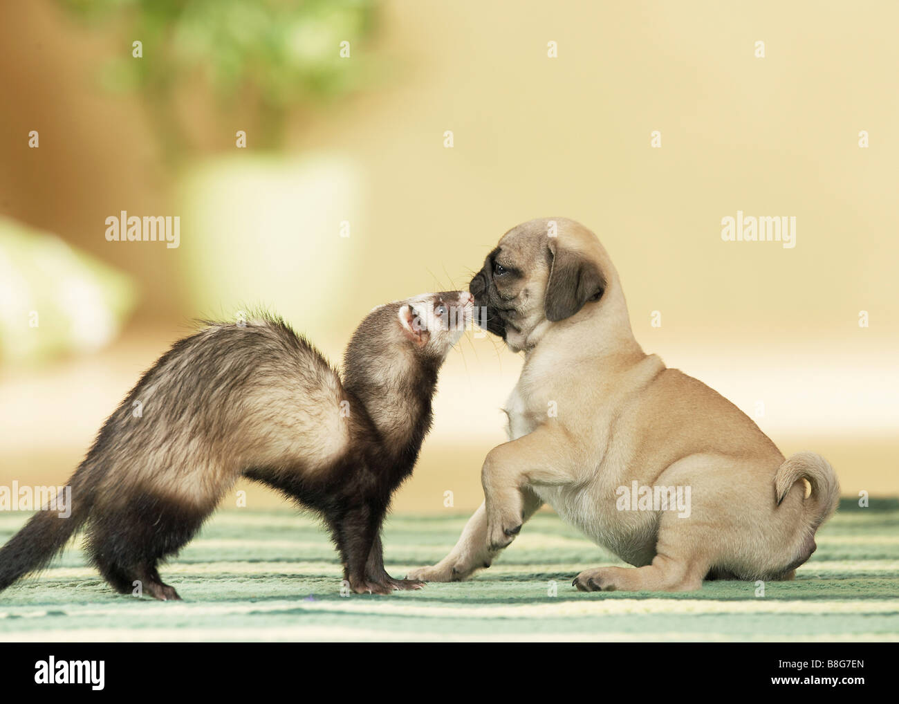 ferret playing with dog