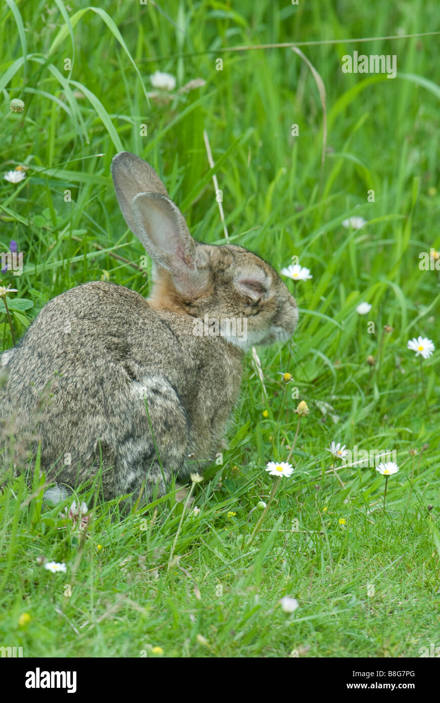 Rabbit with Myxomatosis Stock Photo