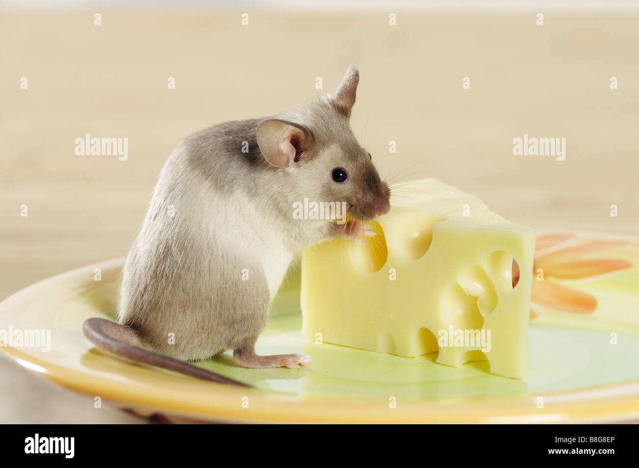 fancy mouse at cheese Stock Photo Alamy