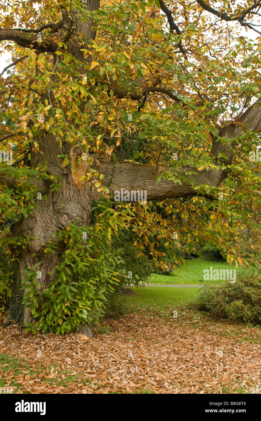 Sweet Chestnut Tree at the start of autumn Stock Photo