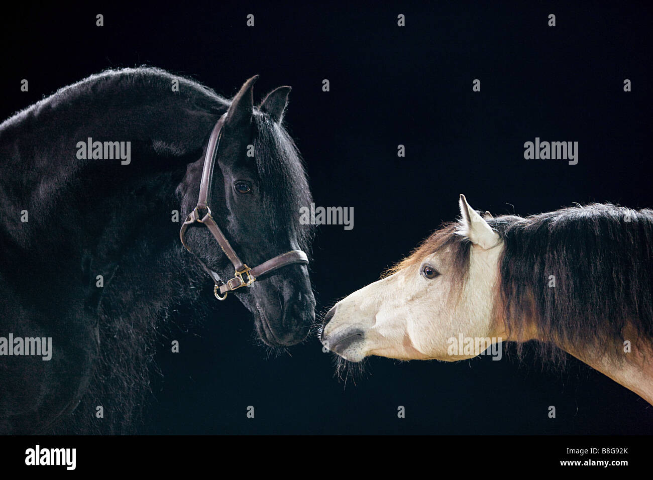 Friesian horse and Connemara horse - portrait in front of black background Stock Photo