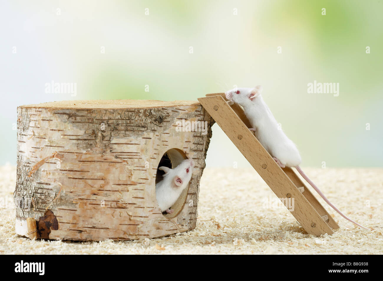 Fancy Mouse. Two adult white mice with a ladder and a hollowed birch trunk Stock Photo