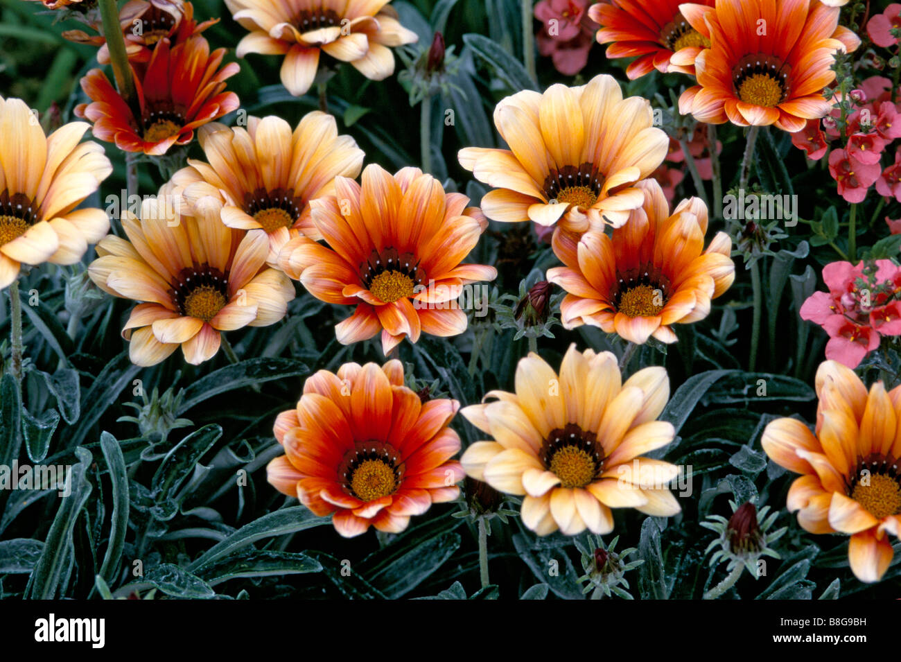 Flower border with Gazania Daybreak series Stock Photo