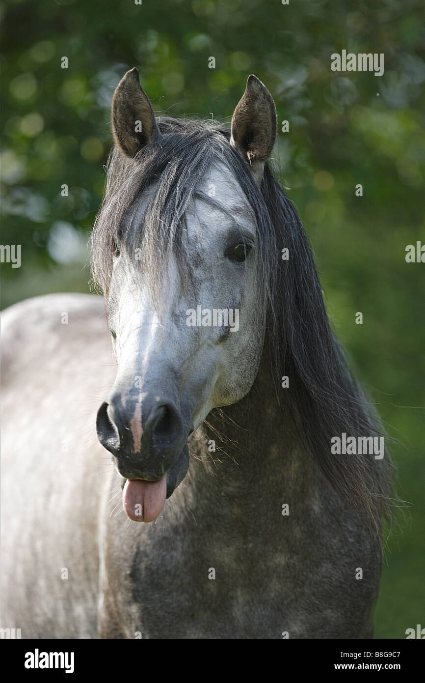 Lusitano horse - portrait Stock Photo