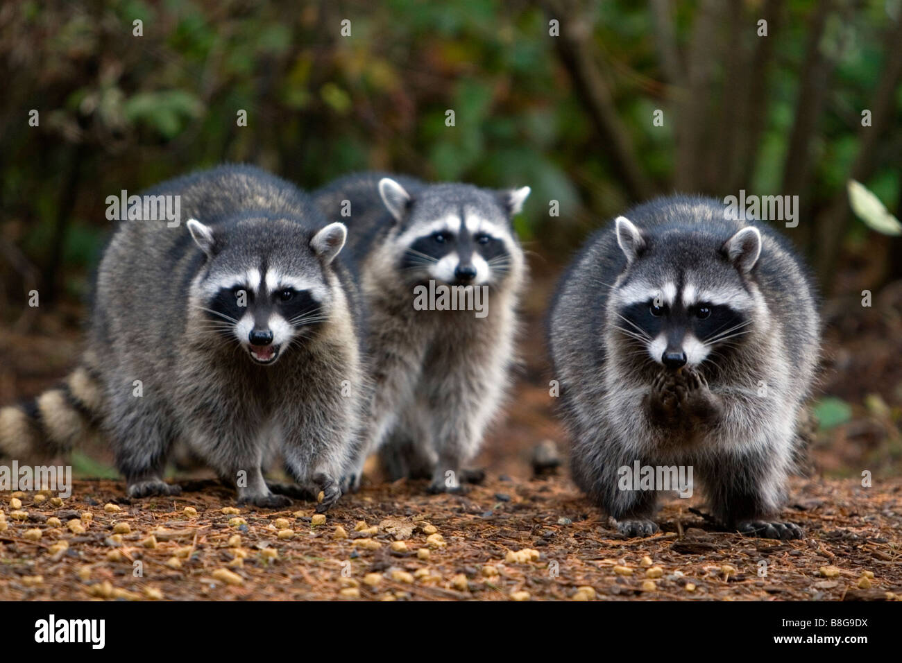 Raccoons eating dog food in Shelton Washington USA Stock Photo Alamy
