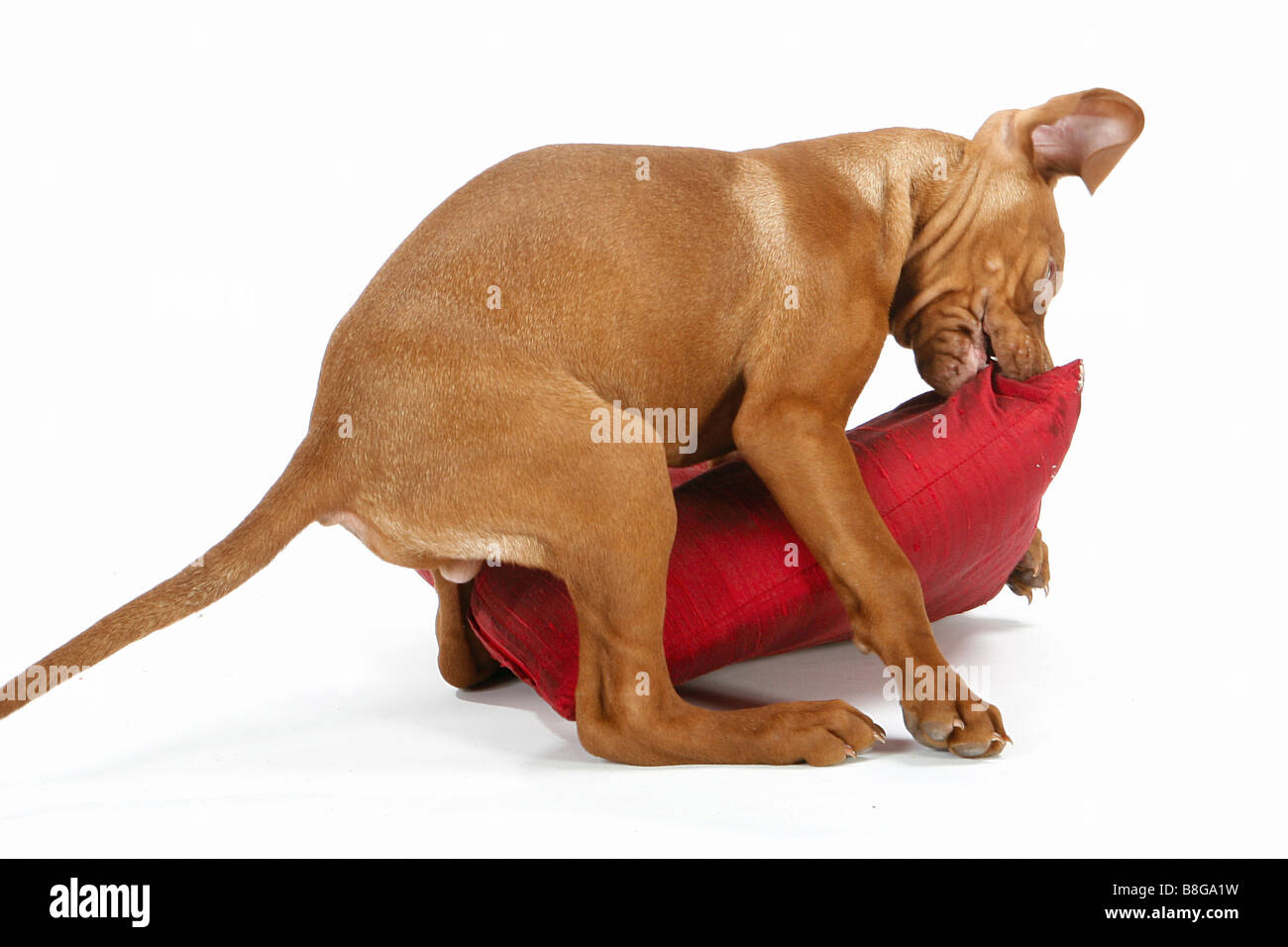 bad habit : Magyar Vizsla dog - puppy destroying pillow Stock Photo