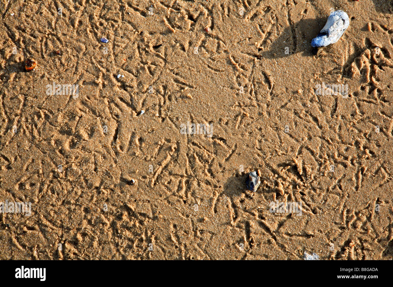 Random pattern of sea bird footprints on the beach at Cromer, Norfolk, UK. Stock Photo