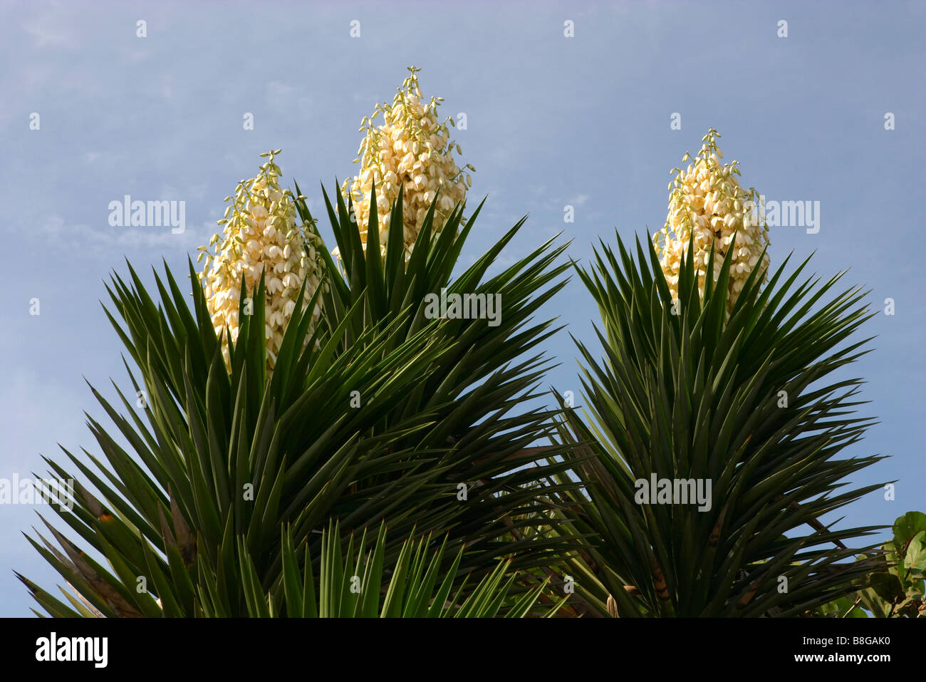 Caribbean vegetation, flora, fauna, cuba. Green palm with three white flow.ers Stock Photo