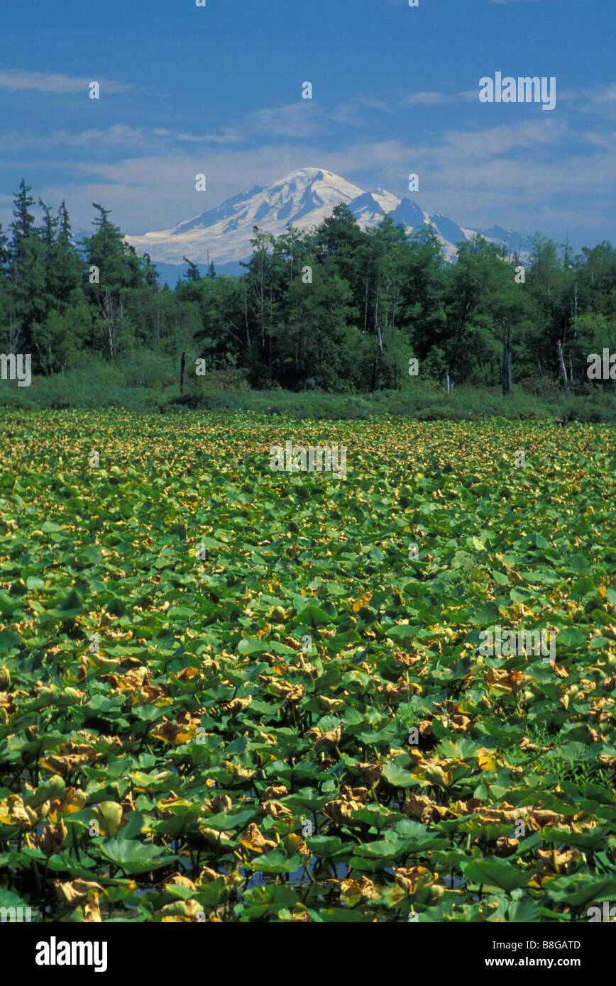 Tennant Lake Marsh Stock Photo Alamy
