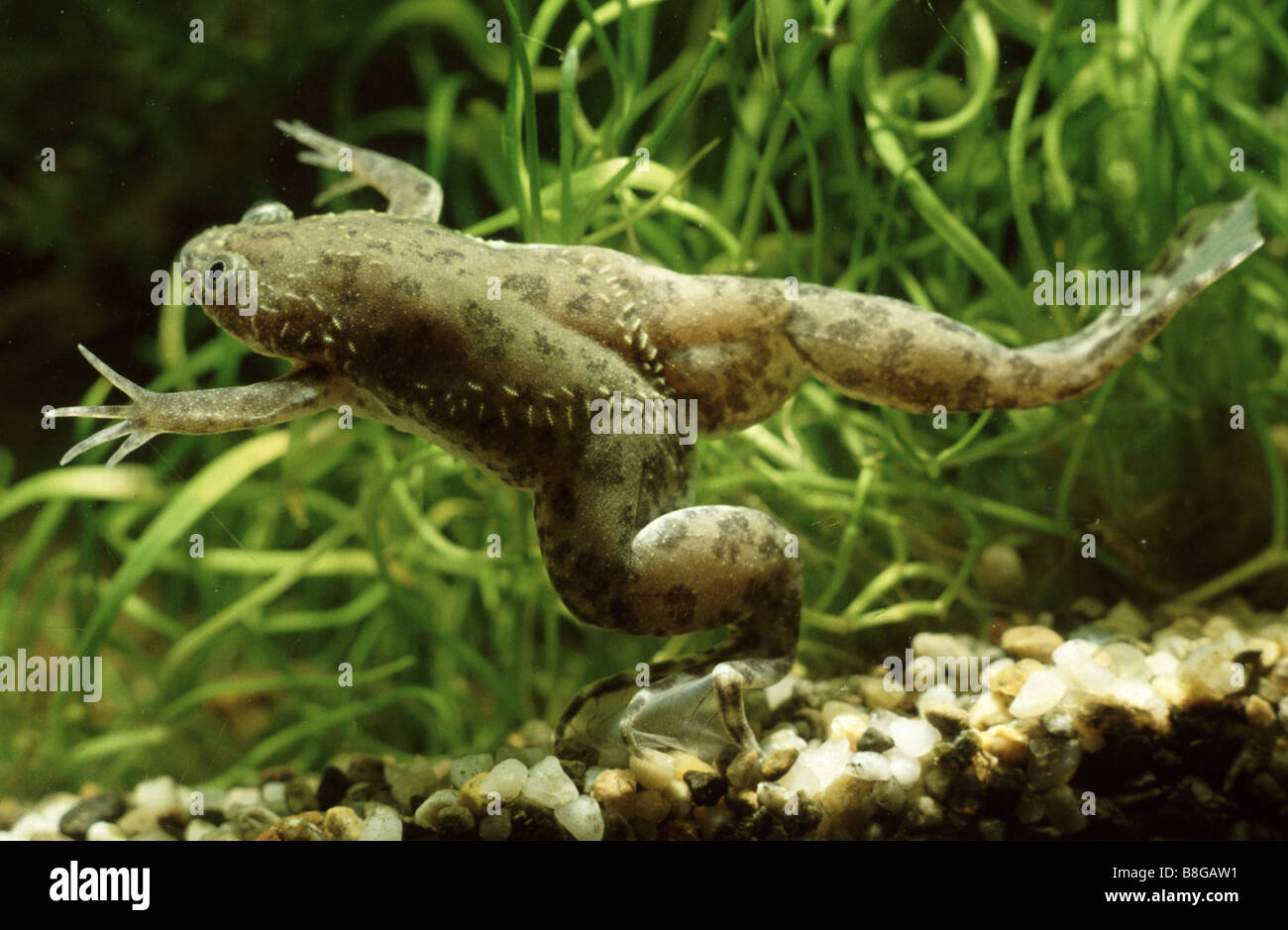 Xenopus laevis, Smooth clawed toad Stock Photo