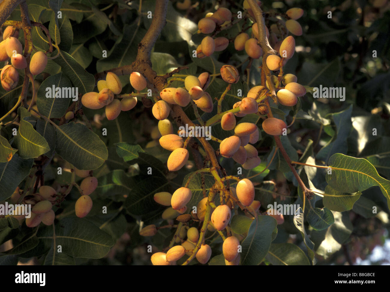 Pistachios growing in tree in an Orchard, San Joaquin Valley, CA, 1992 Stock Photo