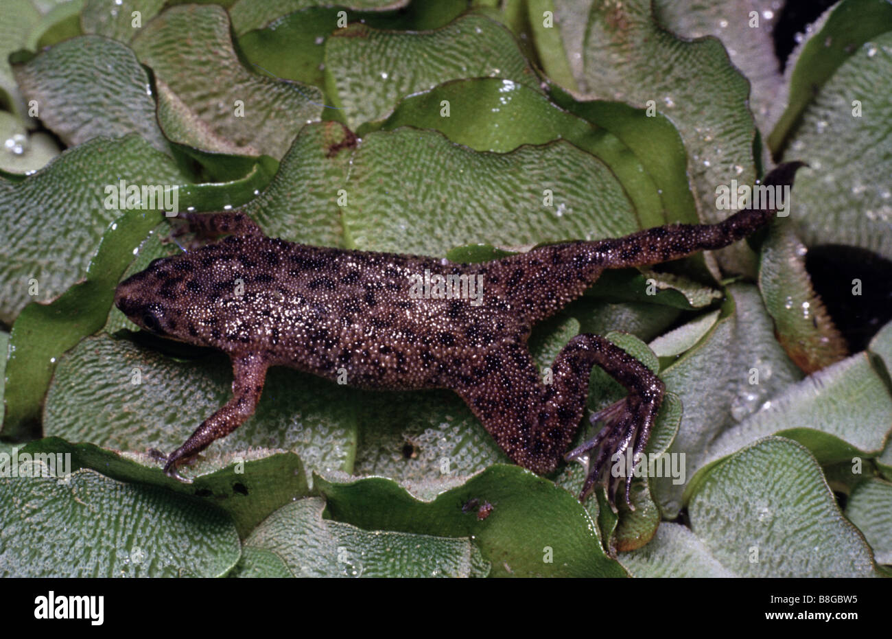 Hymenochirus boettgeri, Dwarf african clawed frog Stock Photo