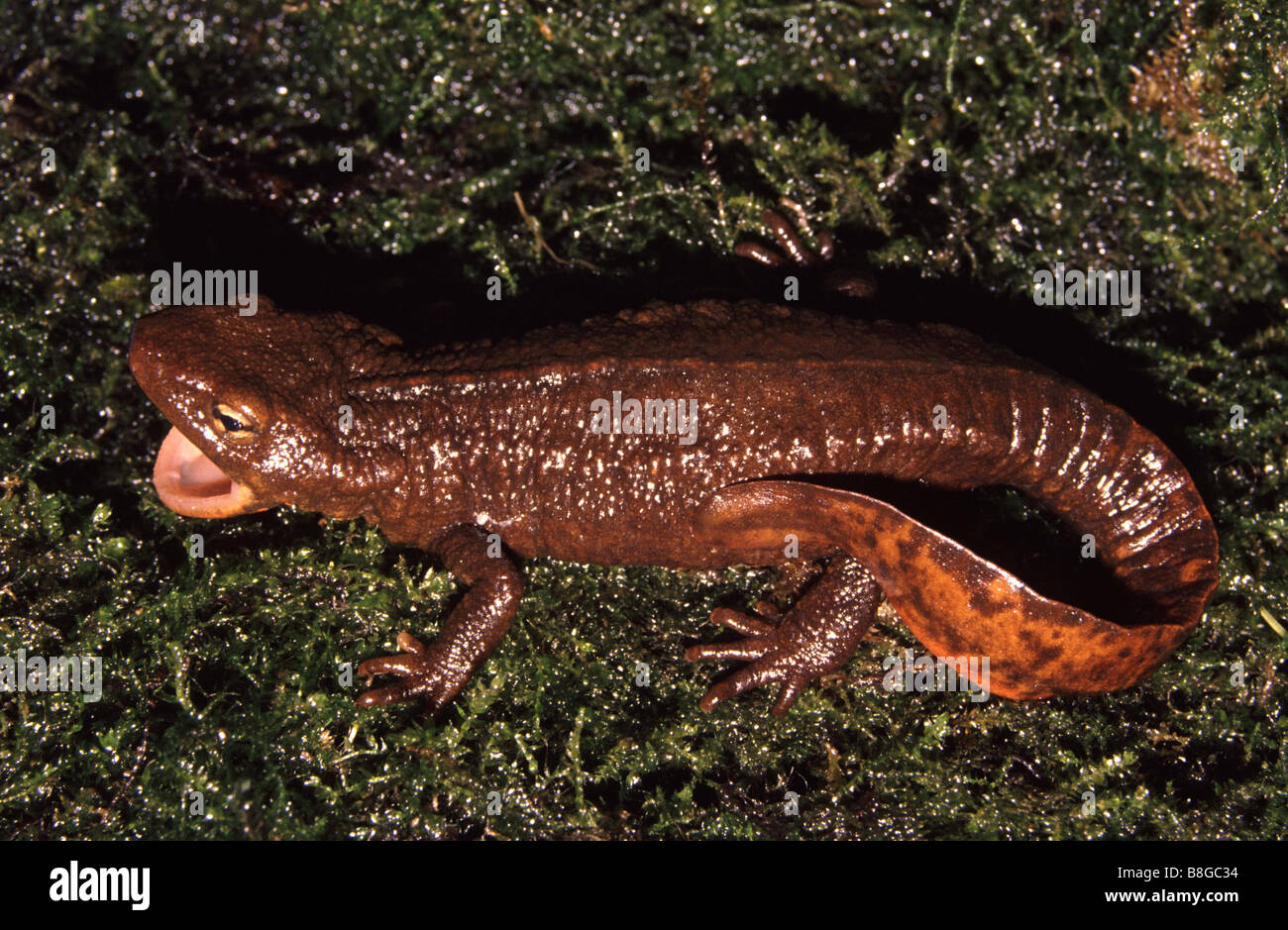 Paramesotriton sp. "yawning" Stock Photo