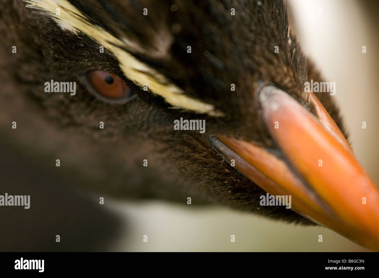 Rockhopper Penguin (Eudyptes chrysocome chrysocome) close-up on the Falklands Islands Stock Photo