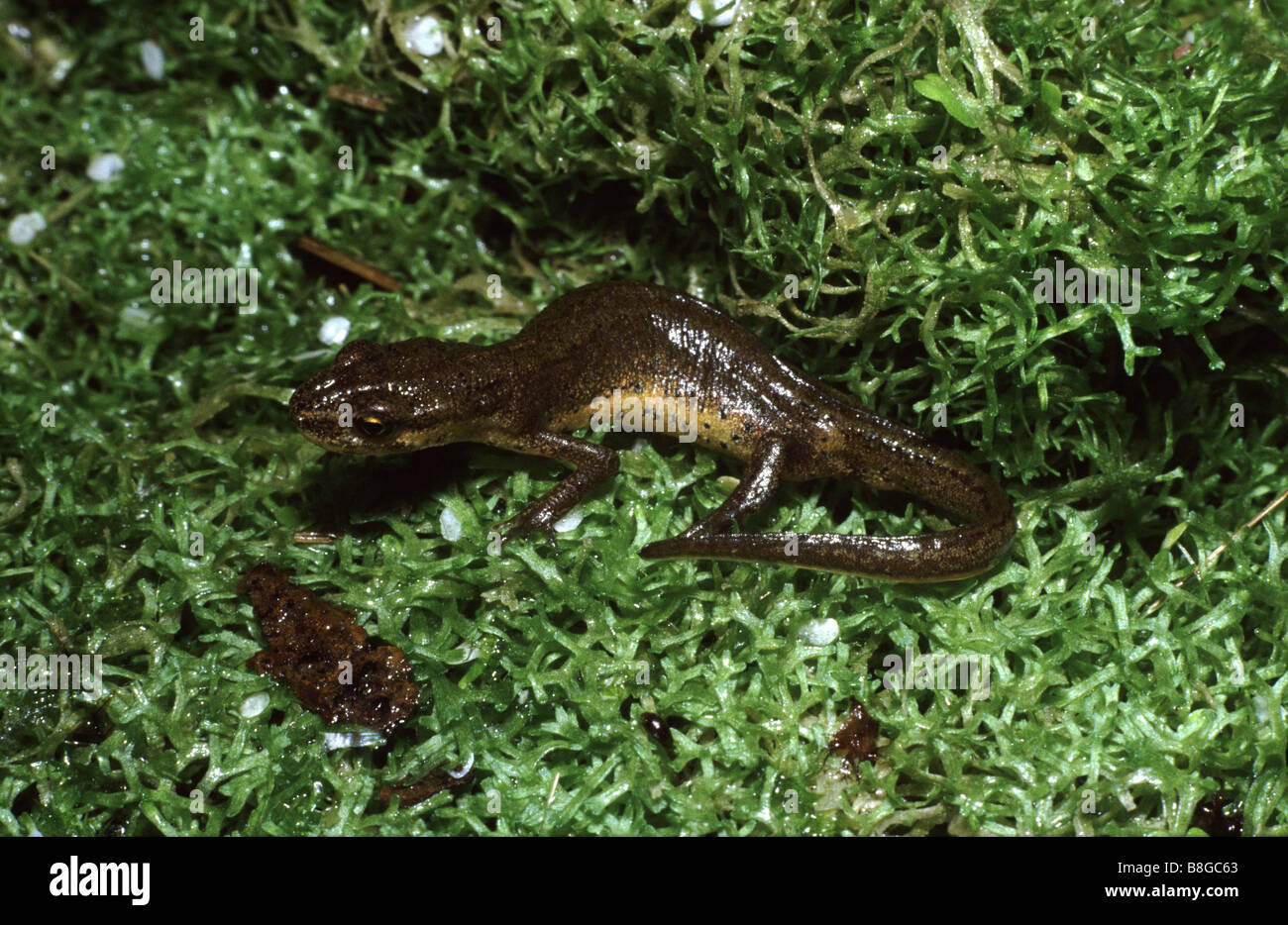 Triturus vulgaris, Smooth newt Stock Photo