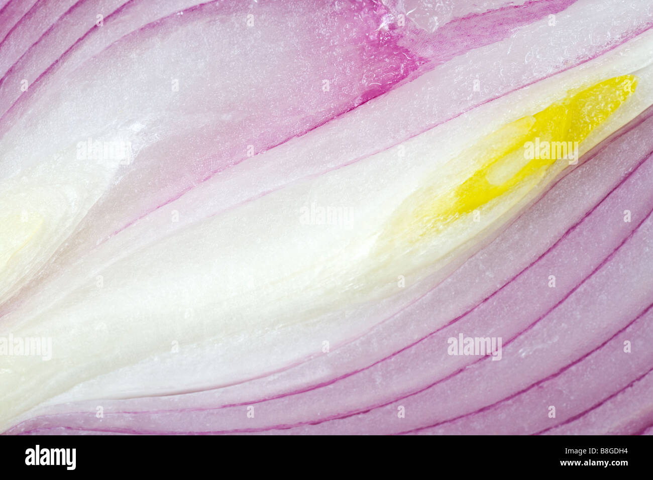 vitamin split violet onion bulb (macro background Stock Photo Alamy