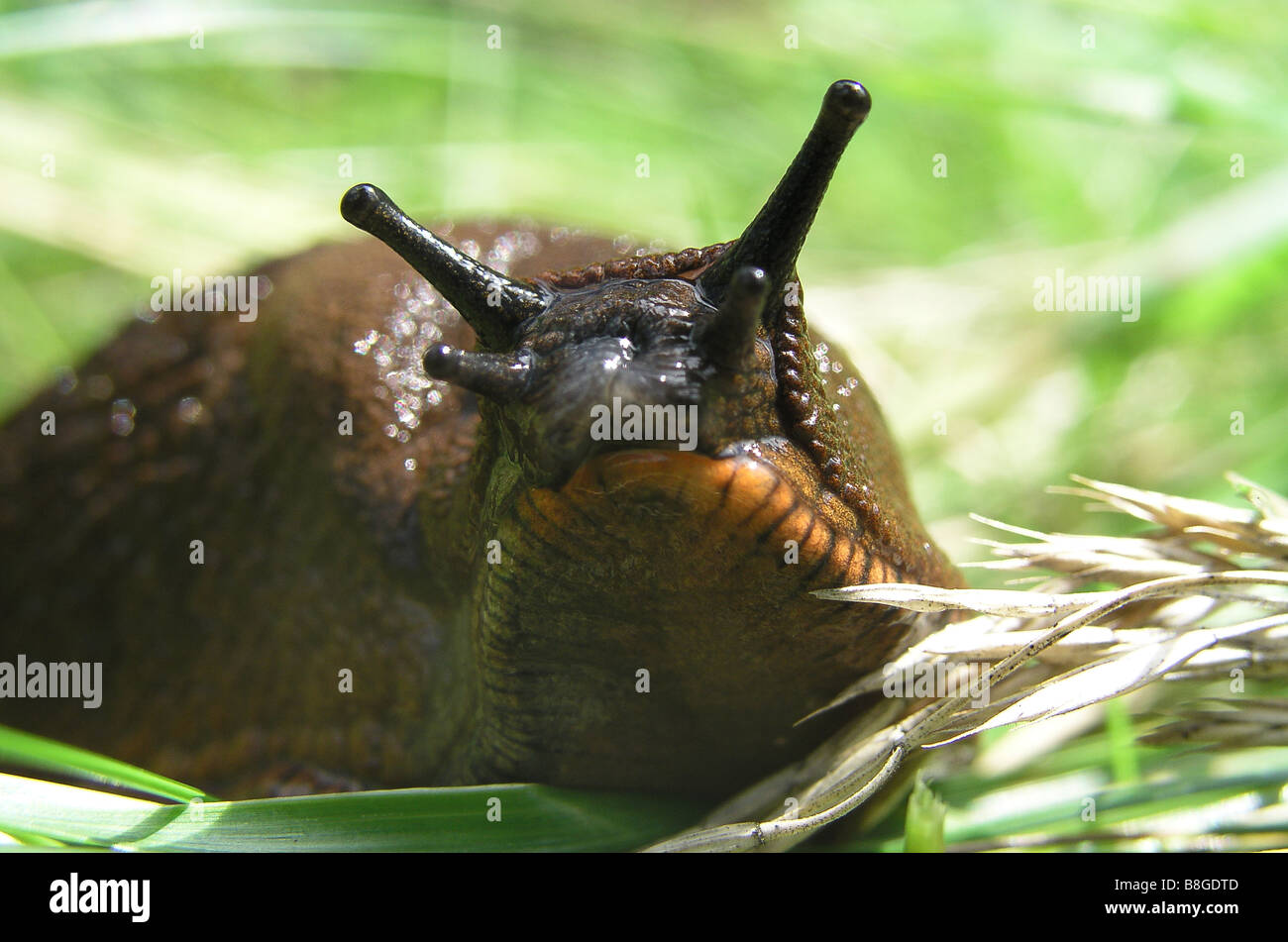 Spanish slug closeup - Arion lusitanicus - Arion vulgaris Stock Photo