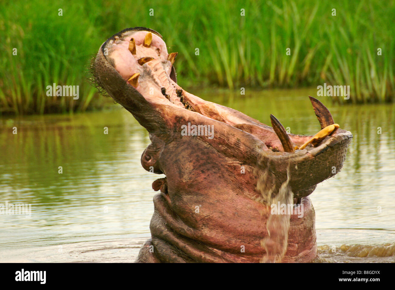 Hippopotamus with mouth open, Kenya Stock Photo