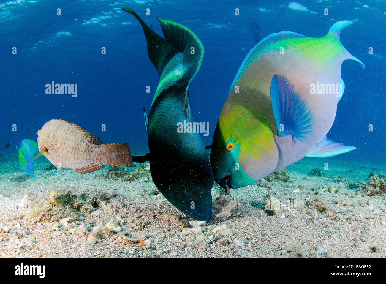 a humphead wrasse Cheilinus undulatus and a Rusty parrotfish scarus ferrugineus in a frenzy of eating Stock Photo