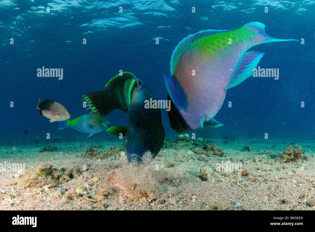a humphead wrasse Cheilinus undulatus and a Rusty parrotfish scarus ferrugineus in a frenzy of eating Stock Photo