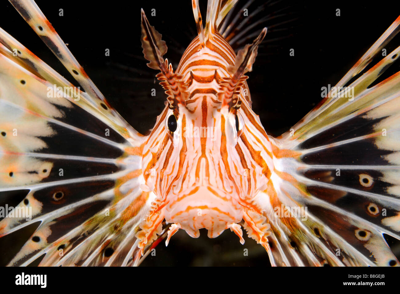 Israel Eilat Red Sea Underwater photograph of a radial Lionfish Pterois radiata close up of the head and face Stock Photo