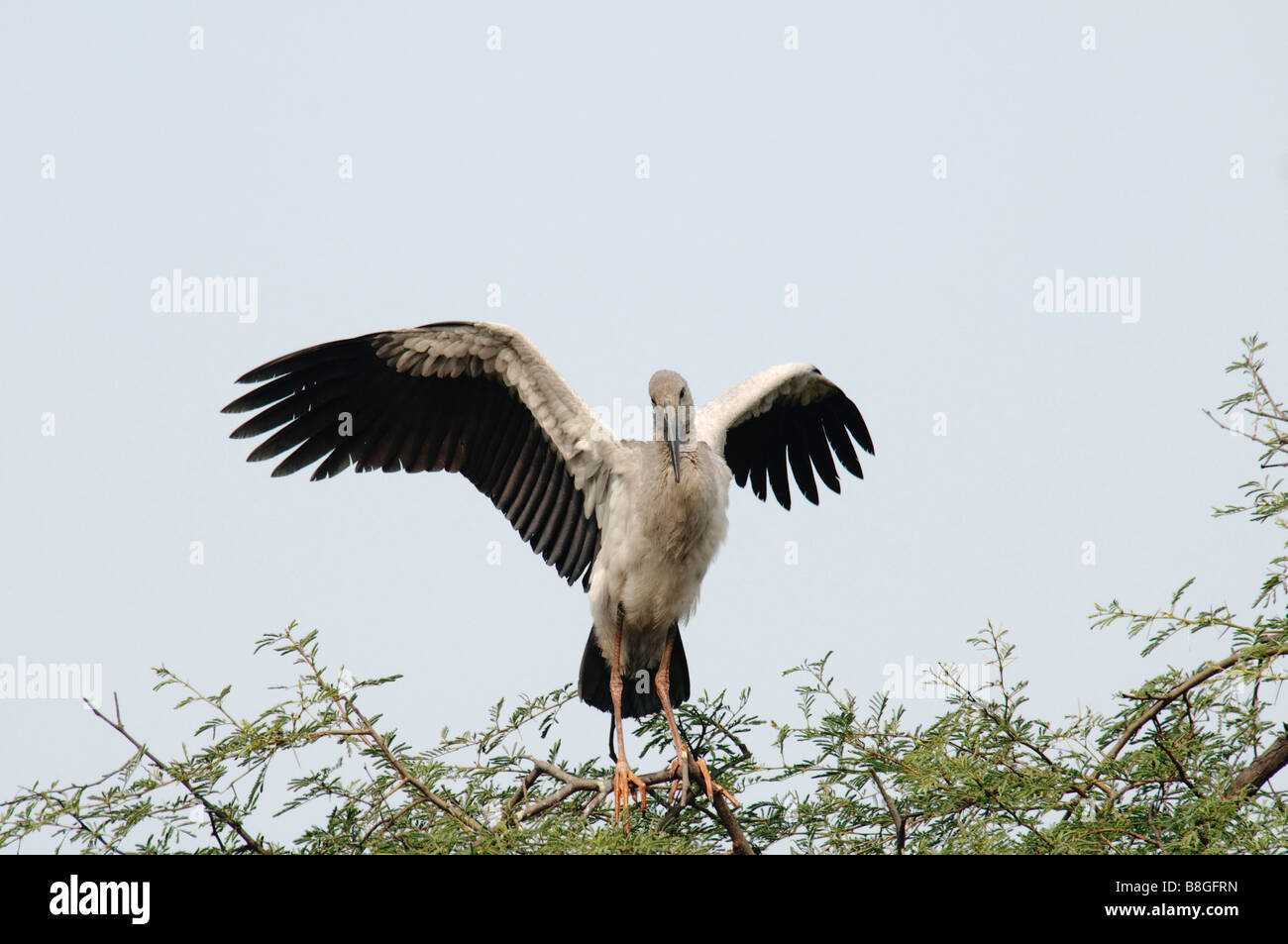 Asian Openbill Stork Anastomus oscitans spreading wings Stock Photo
