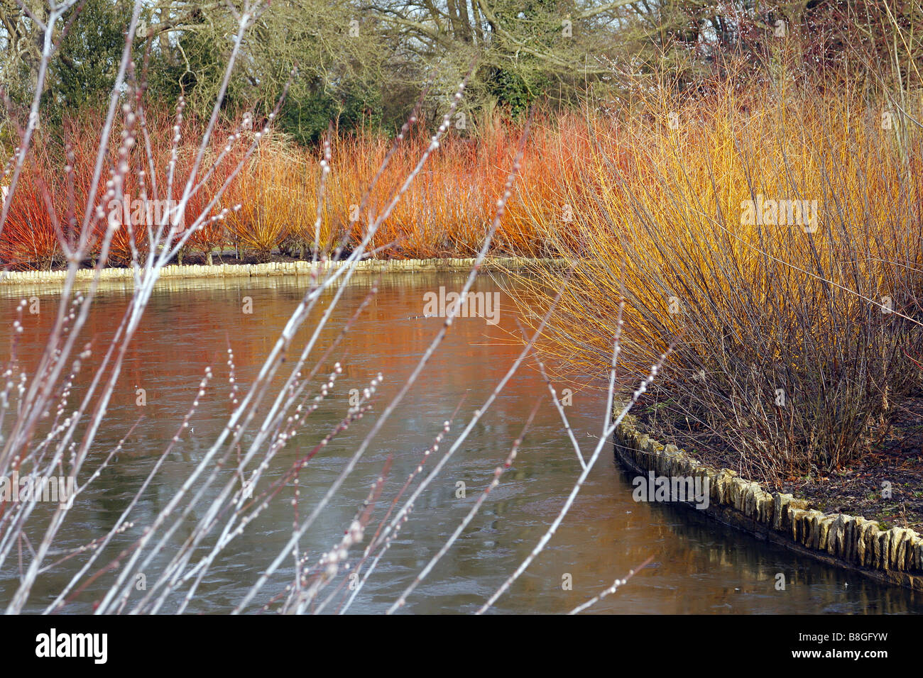 WATERSIDE COLOUR FROM MASSED SALIX CORNUS AND RUBUS AT RHS WISLEY GARDEN UK Stock Photo