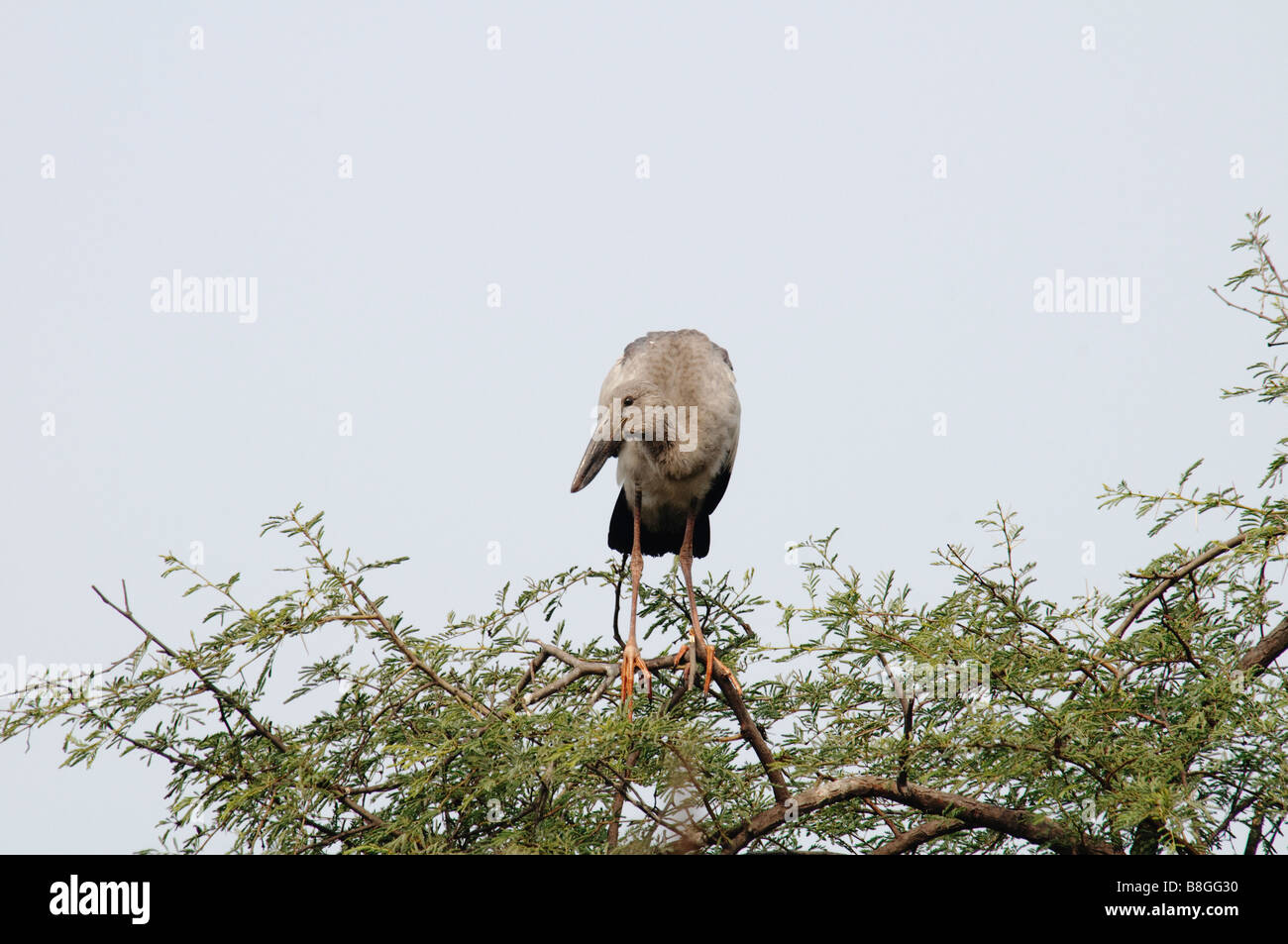 Asian Openbill Stork Anastomus oscitans standing on a tree top Stock Photo