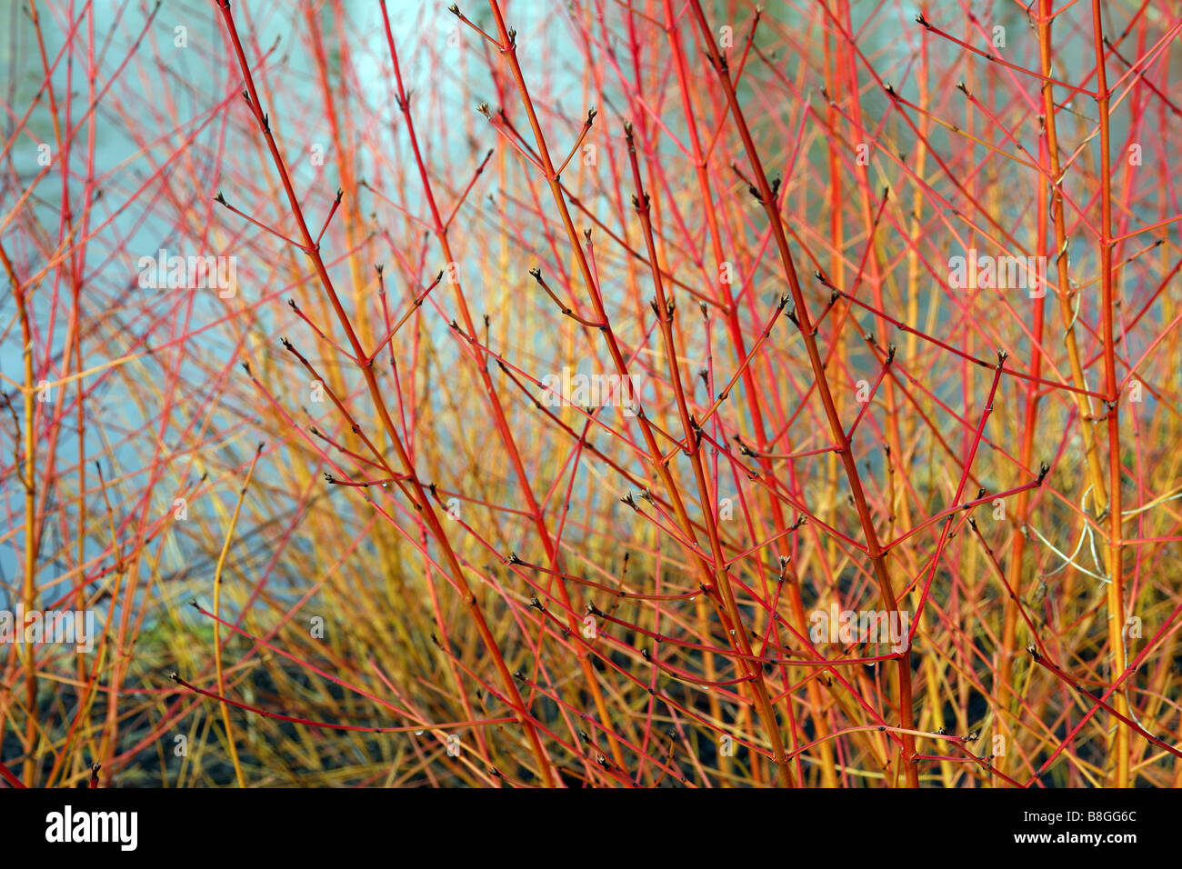 Cornus sanguinea midwinter fire hi-res stock photography and images - Alamy