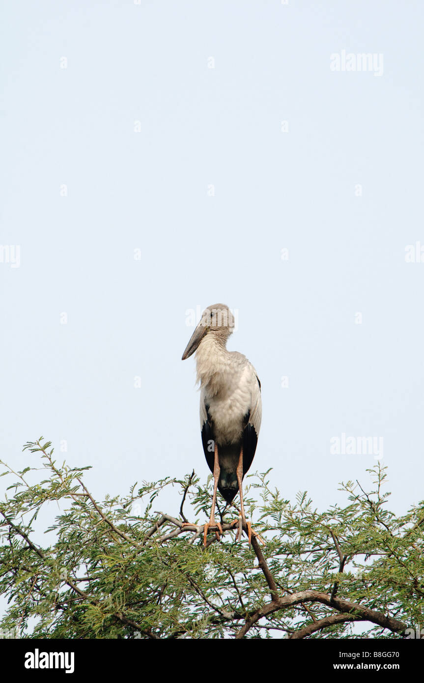 Asian Openbill Stork Anastomus oscitans standing on a tree top Stock Photo