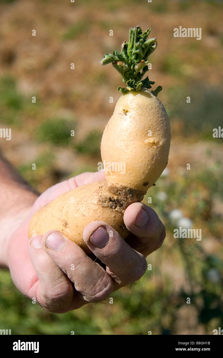 Seed potato with sprout in Canyon County Idaho USA Stock Photo Alamy