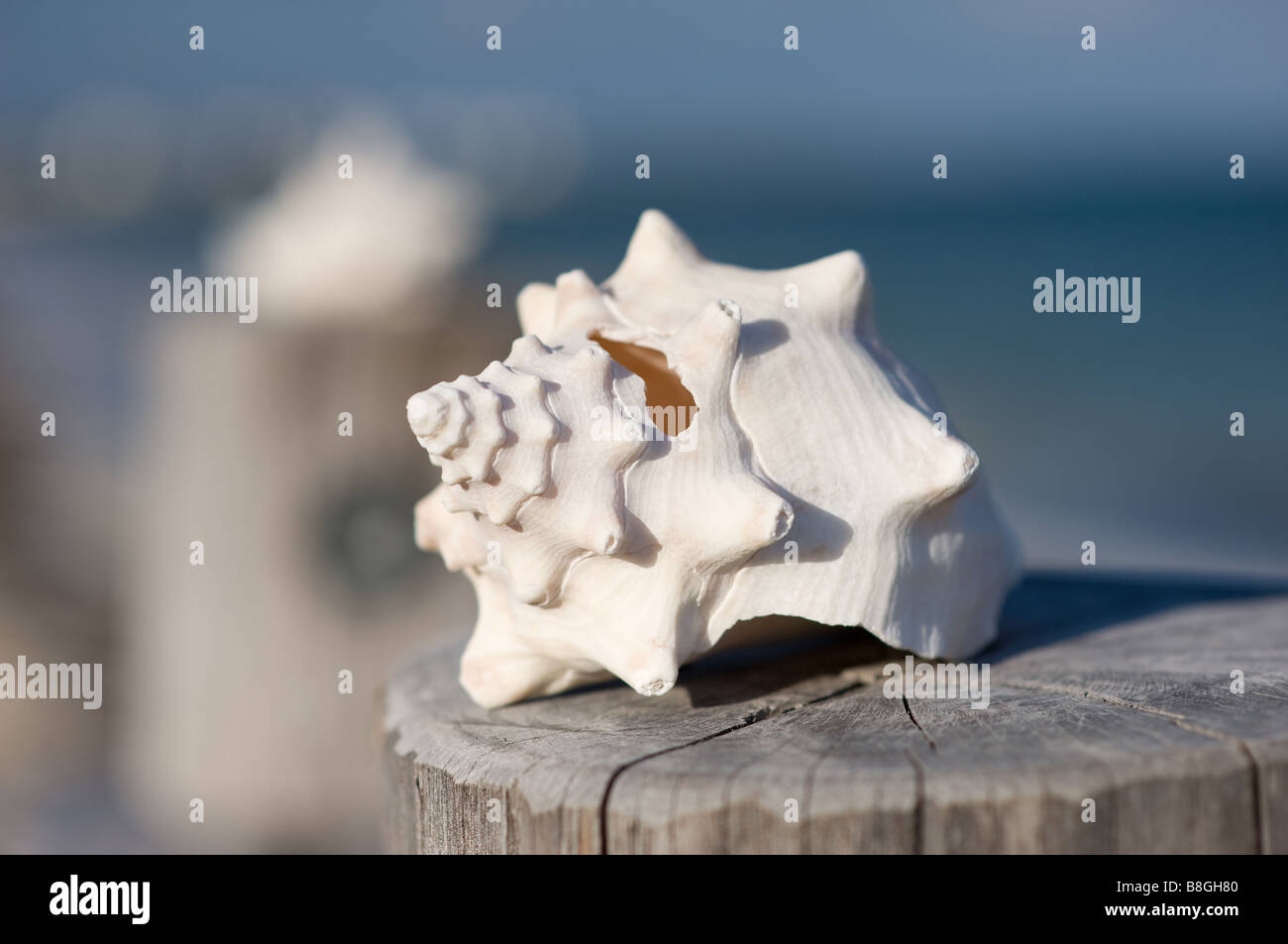 Shell on a jetty Mexico Stock Photo - Alamy
