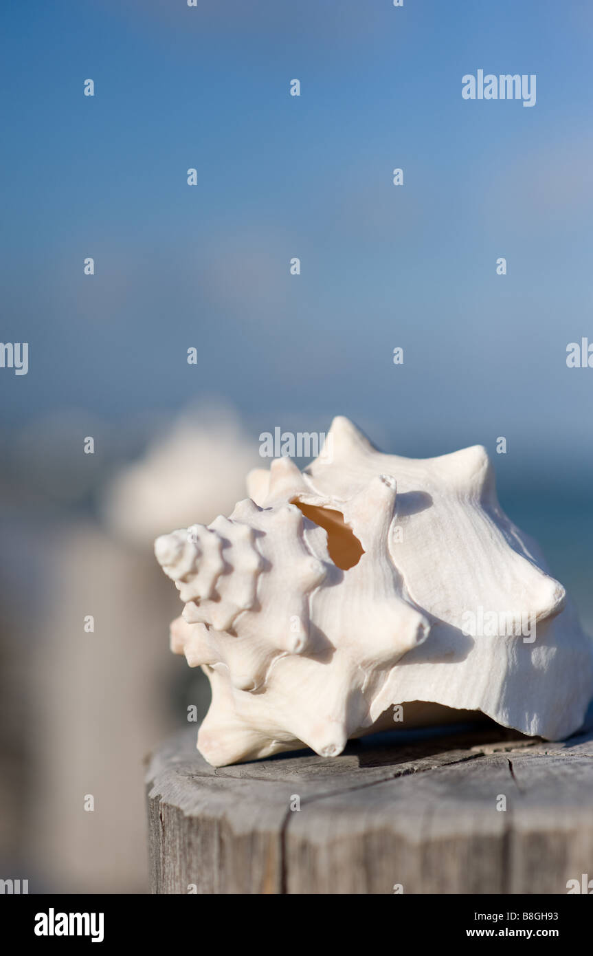 Shell on a jetty Mexico Stock Photo - Alamy