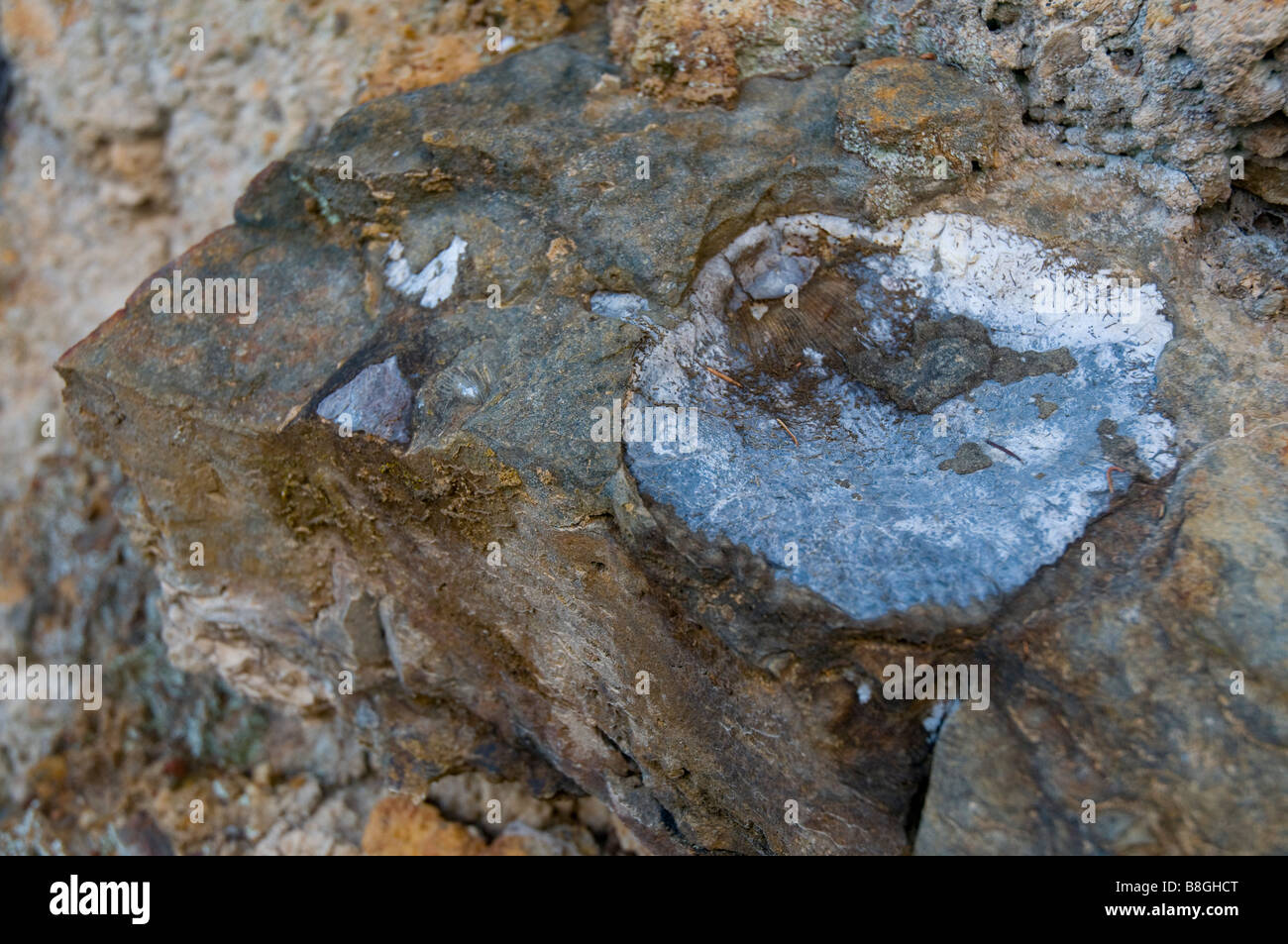 A fossilised oyster shell in rocks 600 metres above sea level on Mount Wellington in Tasmanian Australia Stock Photo