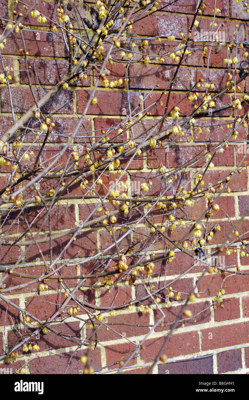 CHIMONANTHUS PRAECOX LUTEUS AGM ON A SOUTH FACING WALL AT RHS WISLEY GARDEN UK Stock Photo