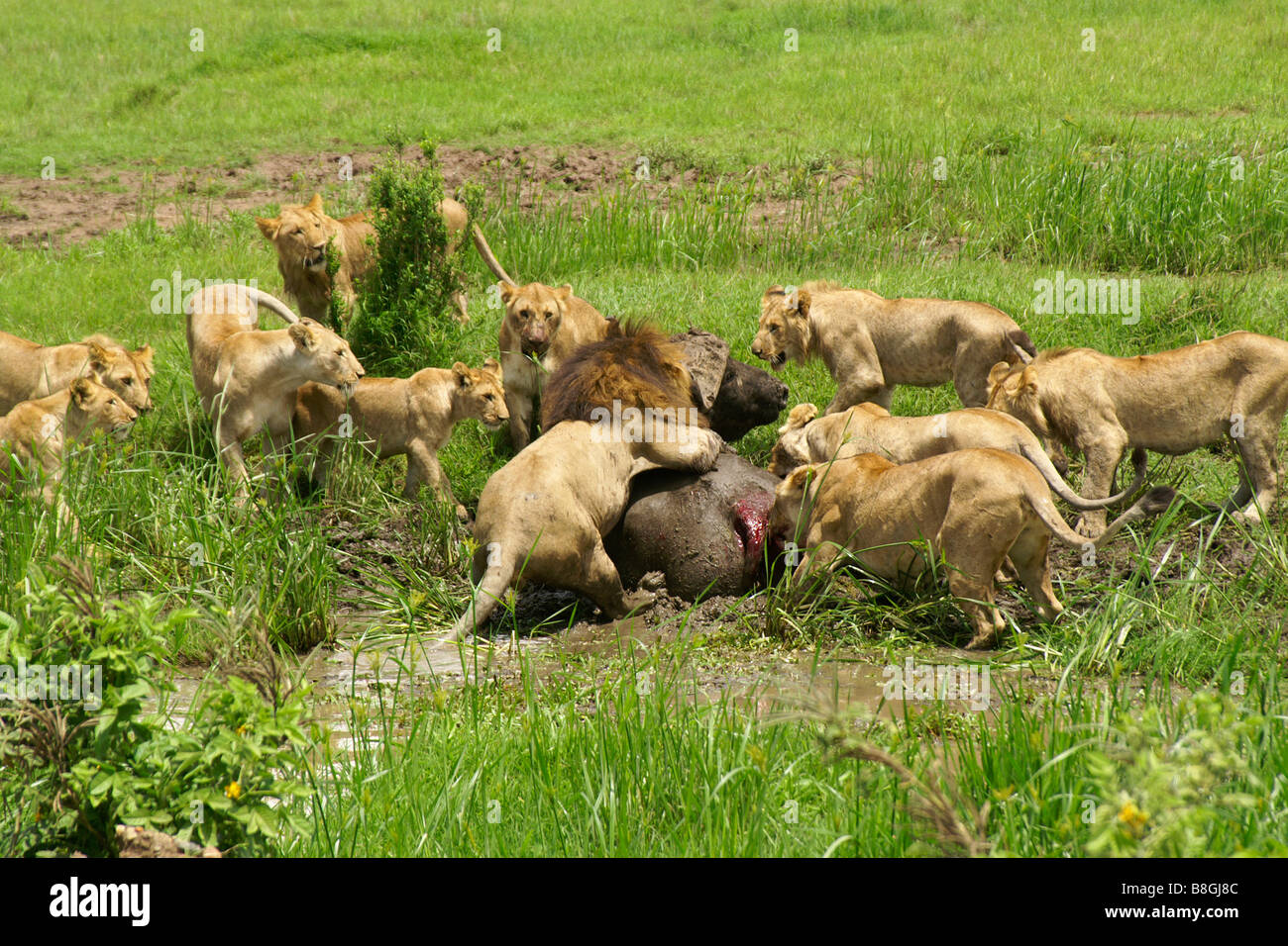 Pride of lions attacking a Cape buffalo in swamp, Masai Mara, Kenya Stock Photo